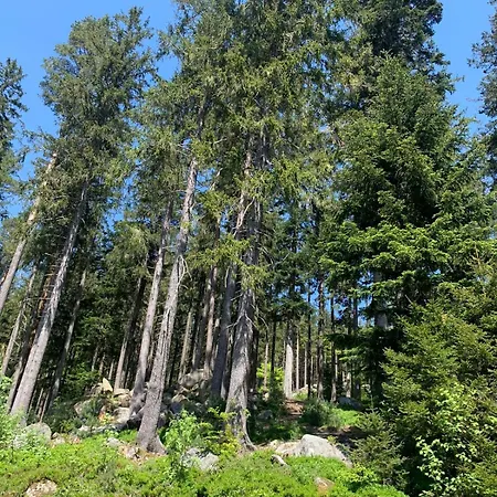 Schwarzwald-idylle In Schonach Schonach im Schwarzwald